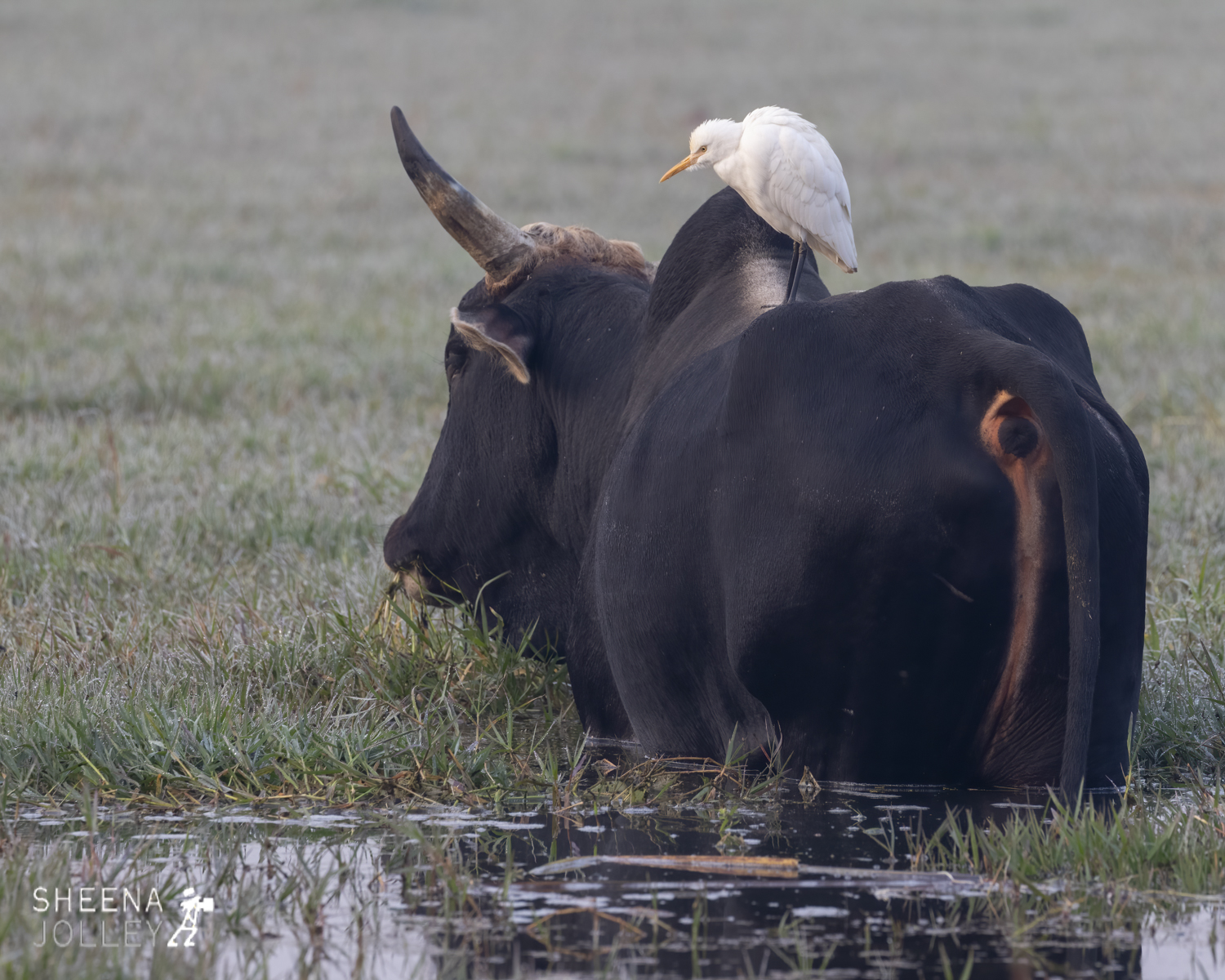 Cattle Egret on a bull's back.jpg - India